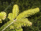 Abies nordmanniana 'Aurea' 